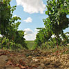 Vigneti nel marsalese