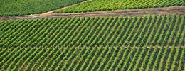Vigneti nel marsalese